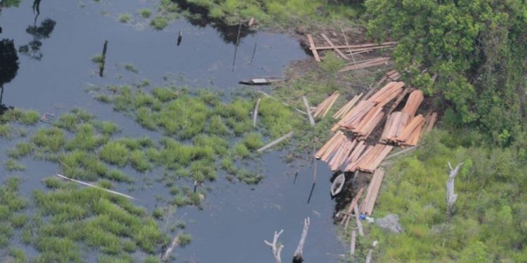 Pantau dari Udara, Kapolda Riau Temukan Aktifitas Illegal Loging di Giam Siak Kecil dan Kerumutan
