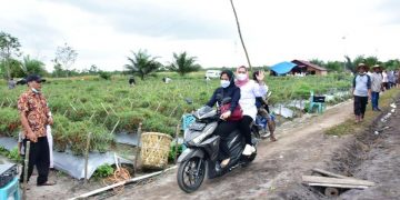 Naik Motor Demi Panen Cabe Bersama Petani di Duri, Bupati Kasmarni Pastikan Beri Perhatian Khusus