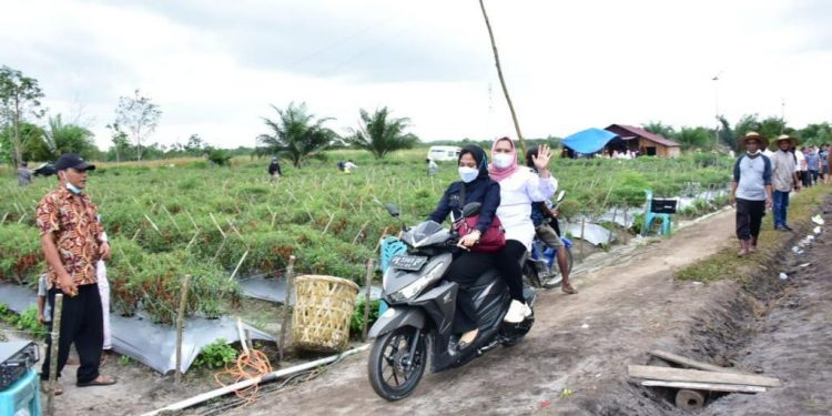 Naik Motor Demi Panen Cabe Bersama Petani di Duri, Bupati Kasmarni Pastikan Beri Perhatian Khusus
