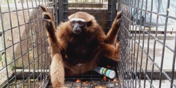 Satwa Jenis Owa Diselamatkan Petani Karet di Kuansing, Begini Kisahnya