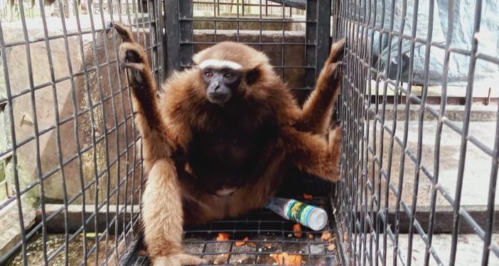 Satwa Jenis Owa Diselamatkan Petani Karet di Kuansing, Begini Kisahnya