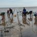 PKPRM Mangrove di Riau Serap 5.362 Orang Tenaga Kerja