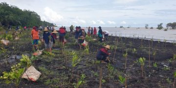 Rehabilitasi Mangrove Pulihkan Lingkungan Pesisir Bengkalis, Udang dan Ikan Berdatangan