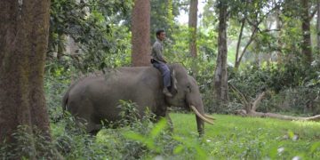 Tim BBKSDA Riau Giring Gajah Liar di Desa Karya Indah Kampar