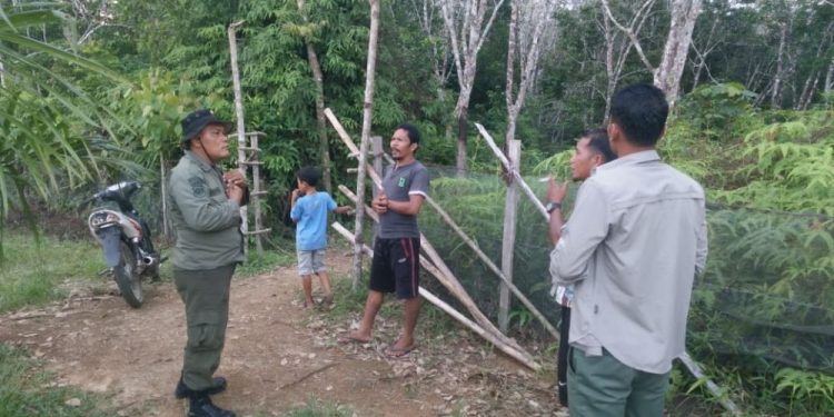 Tiga Beruang Madu Muncul Kebun Karet Warga Kuansing