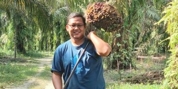 Harga Sawit di Riau Naik Lagi, Petani Senyum-senyum
