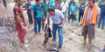 Pemilik Kebun di Minas Tewas Diinjak Gajah