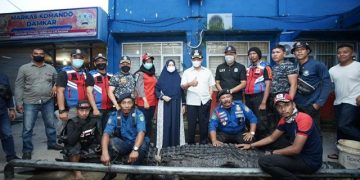 Meresahkan Warga, Buaya Bobot 700 Kilogram Ditangkap dari Sungai di Inhil