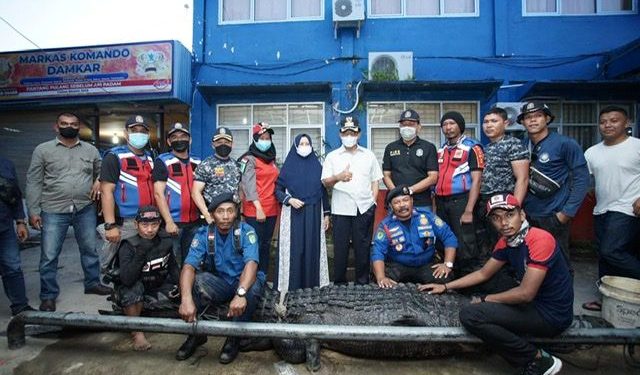 Meresahkan Warga, Buaya Bobot 700 Kilogram Ditangkap dari Sungai di Inhil
