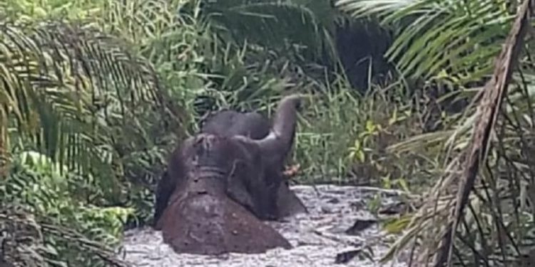 Dua gajah liar terjebak di rawa gambut di Inhu