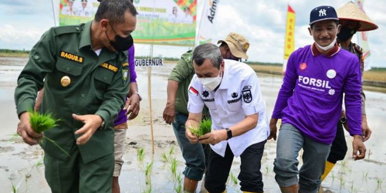 Gerakan Tanam Padi di Bengkalis, Gubri: Tanaman Pangan Tidak Boleh Diabaikan