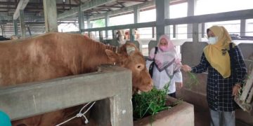 Kepala Dinas PKH Pastikan Tidak Ada Larangan Sapi Masuk ke Riau