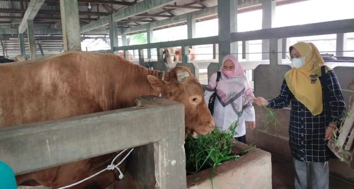 Kepala Dinas PKH Pastikan Tidak Ada Larangan Sapi Masuk ke Riau
