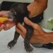 Pekerja PT RUJ Temukan Bayi Beruang Madu di Sungai Sembilan Dumai