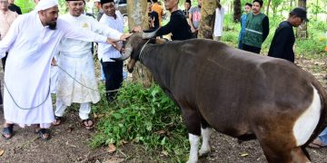 Pemkab Bengkalis Serahkan Hewan Kurban Di Masjid Agung Istiqomah Dan Masjid Mujahidin Desa Pedekik