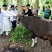 Pemkab Bengkalis Serahkan Hewan Kurban Di Masjid Agung Istiqomah Dan Masjid Mujahidin Desa Pedekik