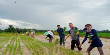Penangkaran Benih IP 200, Kades Teberau Panjang Berharap Produksi Padi Meningkat Tahun Ini