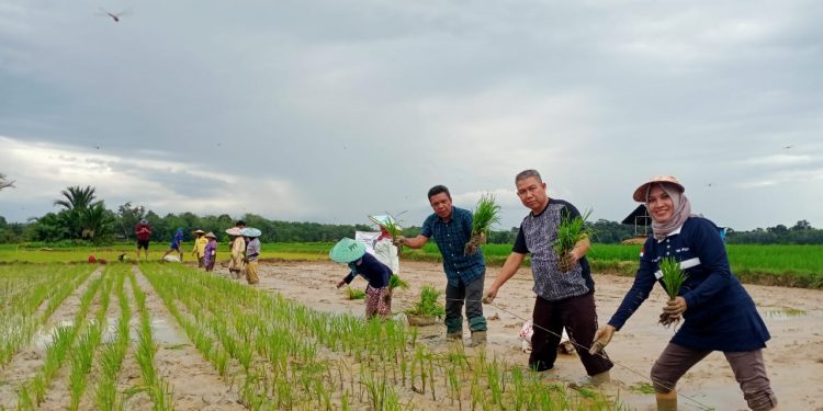 Penangkaran Benih IP 200, Kades Teberau Panjang Berharap Produksi Padi Meningkat Tahun Ini
