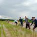 Penangkaran Benih IP 200, Kades Teberau Panjang Berharap Produksi Padi Meningkat Tahun Ini