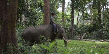 Balai TN Tesso Nilo dan BBKSDA Riau Terus Lakukan Penanganan Konflik Gajah