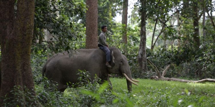 Balai TN Tesso Nilo dan BBKSDA Riau Terus Lakukan Penanganan Konflik Gajah