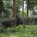 Balai TN Tesso Nilo dan BBKSDA Riau Terus Lakukan Penanganan Konflik Gajah