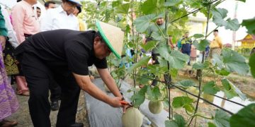Kunker ke Rohil, Wagubri Lakukan Panen Buah di Taman Edukasi Pertanian