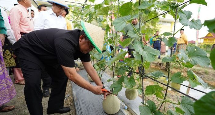 Kunker ke Rohil, Wagubri Lakukan Panen Buah di Taman Edukasi Pertanian