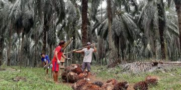 Riau Ditargetkan 11.000 Hektare Program Replanting Sawit