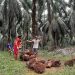 Riau Ditargetkan 11.000 Hektare Program Replanting Sawit
