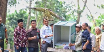 Hari Konservasi Alam Nasional, BKSDA Riau Lepasliarkan Elang Brontok