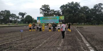 Tingkatkan Produksi Sektor Pertanian, Gubri Tanam Padi Gogo Spesifik