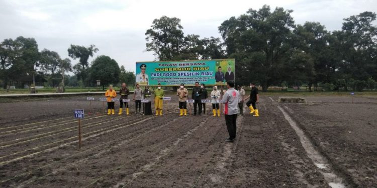 Tingkatkan Produksi Sektor Pertanian, Gubri Tanam Padi Gogo Spesifik