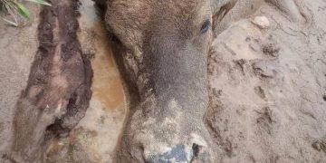 Kerbau Mati Akibat Penyakit Ngorok Kembali Ditemukan di Kampar