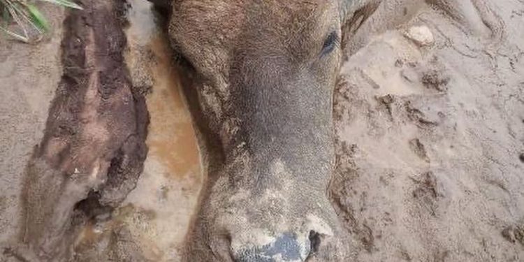 Kerbau Mati Akibat Penyakit Ngorok Kembali Ditemukan di Kampar
