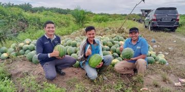 Kisah Petani Muda di Kuansing Raup Untung Puluhan Juta Rupiah dari Tanam Semangka