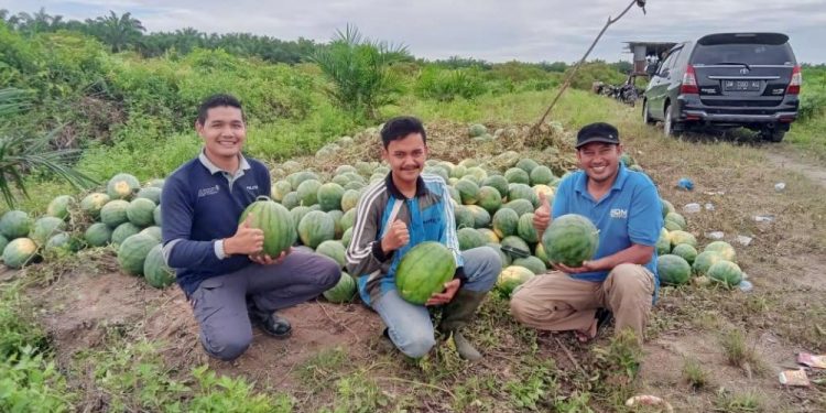 Kisah Petani Muda di Kuansing Raup Untung Puluhan Juta Rupiah dari Tanam Semangka
