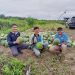 Kisah Petani Muda di Kuansing Raup Untung Puluhan Juta Rupiah dari Tanam Semangka