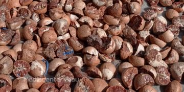 Turun Tipis, Harga Pinang Kering di Riau Rp10.351 per Kg