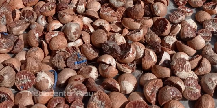 Turun Tipis, Harga Pinang Kering di Riau Rp10.351 per Kg