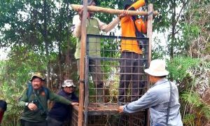 Mitigasi Harimau Sumatera di Siak, BBKSDA Siapkan Seekor Kambing