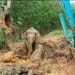 Dramatis Ekskavator Evakuasi Anak Gajah Jatuh Terlentang Galian di Sungai Mandau