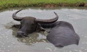 Terpapar Penyakit Ngorok, 88 Ekor Kerbau di Rohul Dipotong Paksa