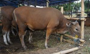 Tersisa 8 Kasus Lagi, 4.713 Ekor Hewan Ternak di Riau Sembuh dari PMK 