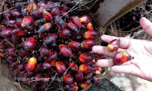 Turun Tipis, Berikut Harga Sawit Riau periode 23 sampai 29 November 2022