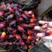 Turun Tipis, Berikut Harga Sawit Riau periode 23 sampai 29 November 2022