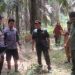 BKDSA Riau Mitigasi, Respon Laporan Sapi dan Kambing Mati Diduga Dimangsa Harimau