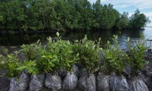 BRGM Beberkan Strategi Rehabilitasi Mangrove dan Restorasi Gambut