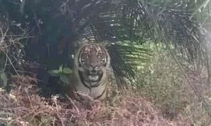 Diduga Dimangsa Harimau, Penebang Liar Tewas di Teluk Lanus Siak Riau