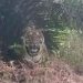 Diduga Dimangsa Harimau, Penebang Liar Tewas di Teluk Lanus Siak Riau